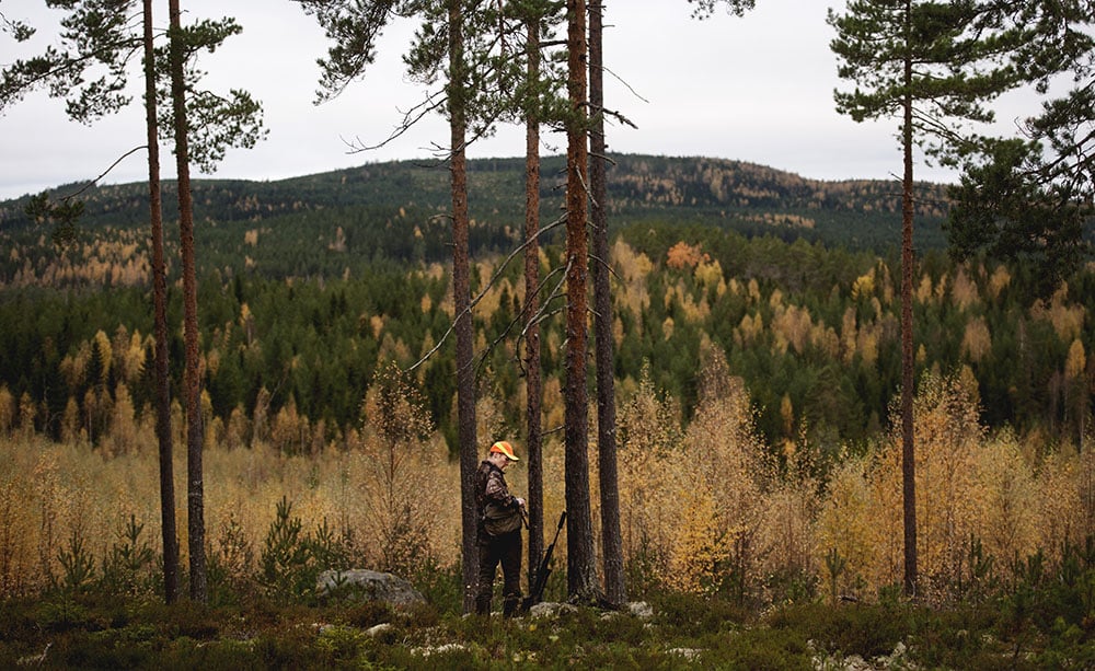 Många jägare i Örebro län riskerar att stå utan älgjakt i höst. Anledningen är den mycket täta vargstammen i länet. Foto: Pontus Orre