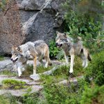 Revirstrider decimerar vargstammen i Yellowstone mer än brist på föda. Även konflikter inom flockar kan leda till dödsfall. Foto i hägn: Olle Olsson
