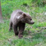 Björnstammen minskar i Norrbotten. Enligt landshövding Sven-Erik Österberg är det en medveten minskning i syfte att begränsa björnarnas skador för rennäringen. Foto: Olle Olsson