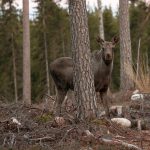 Dialog och samverkan mellan markägare och jägare är viktigt för att vända trenden med allt större betesskador, anser Skogsstyrelsen. Foto: Olle Olsson