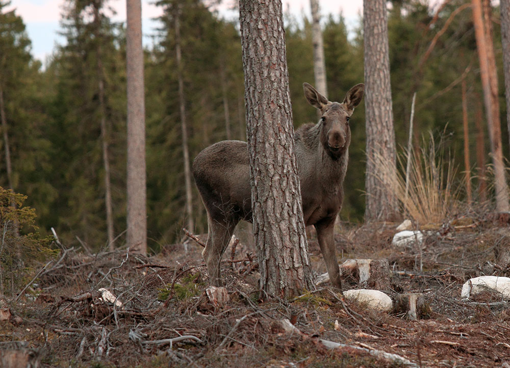 Dialog och samverkan mellan markägare och jägare är viktigt för att vända trenden med allt större betesskador, anser Skogsstyrelsen. Foto: Olle Olsson