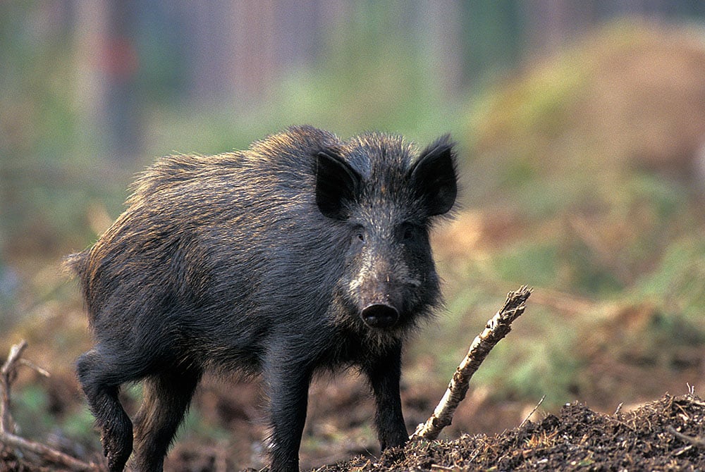 Enligt lag ska trikinkontroll göras av kött från tamsvin, häst, vildsvin och björn, som ska säljas eller ges bort för konsumtion. Foto: Tero Niemi