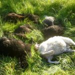 Tolv tackor och lamm dog till följd av vargens attack. Foto: Privat