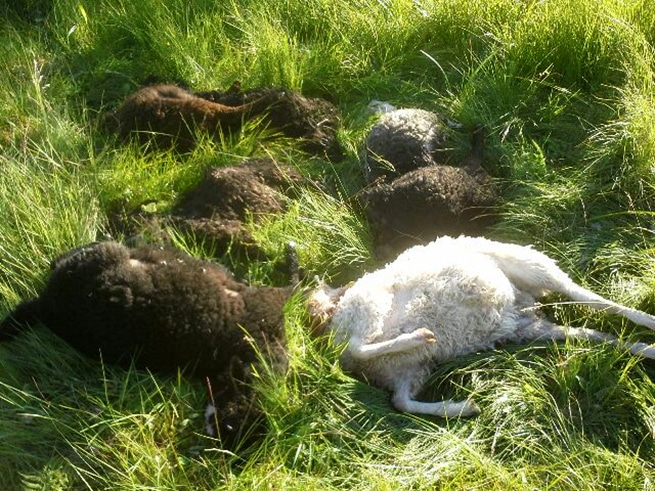 Tolv tackor och lamm dog till följd av vargens attack. Foto: Privat