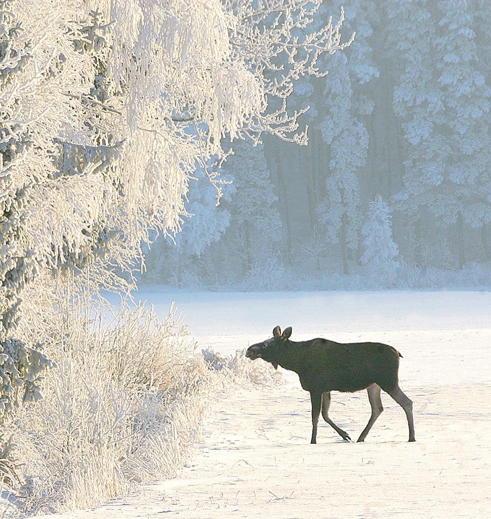 Foto: Tero Niemi