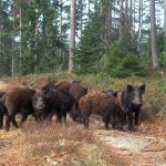 Foto: Tero Niemi