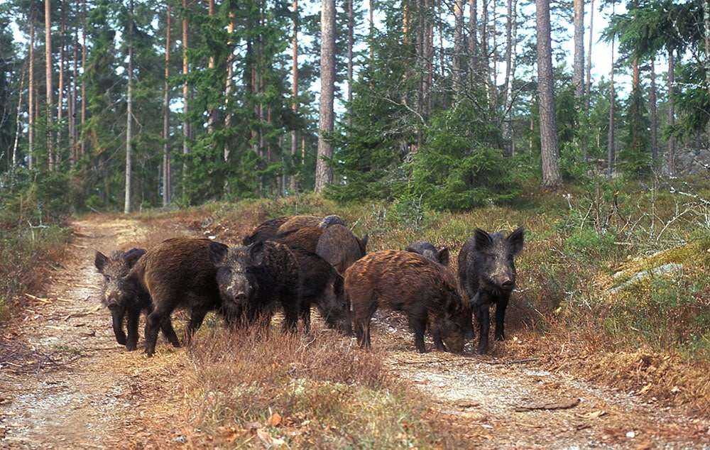 Foto: Tero Niemi