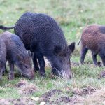 Jägareförbundet uppmanar jägare att jaga vildsvin under tre kvällar och nätter i juli. Förbundet hoppas det kan vara starten till en förvaltning som anpassas till utvecklingen av vildsvinsstammen. Foto: Mattias Lilja