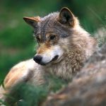 66 procent av svenskarna tycker om att ha varg i landet. 2004 var stödet uppe i 74 procent. Foto: Tero Niemi (i hägn)