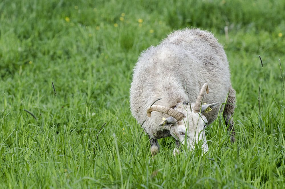 Natten till onsdag dödades 38 får av varg i Hedekas, Västra Götaland. Foto: Martin Källberg