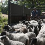 Bengt Jinker samlar in får på gården Bolmarö utanför Ljungby. Om han ska följa länsstyrelsens råd om att ta in sina får nattetid när det är varg på trakten och börjar arbetet klockan fem på eftermiddagen är han i bästa fall klar klockan 23 på kvällen. Och det går ju inte. Foto: Jan Henricson