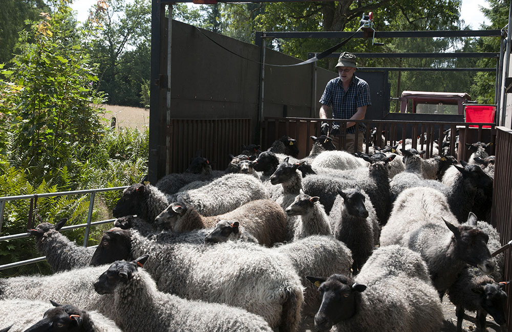 Bengt Jinker samlar in får på gården Bolmarö utanför Ljungby. Om han ska följa länsstyrelsens råd om att ta in sina får nattetid när det är varg på trakten och börjar arbetet klockan fem på eftermiddagen är han i bästa fall klar klockan 23 på kvällen. Och det går ju inte. Foto: Jan Henricson