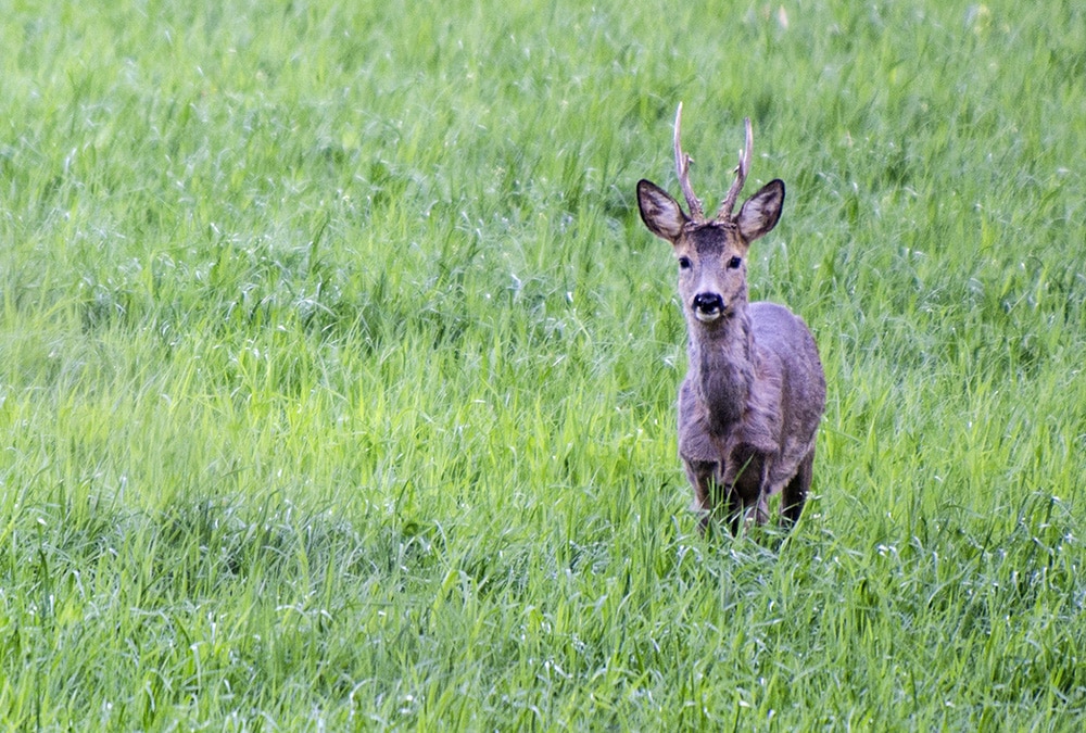 Idag skjuter vi sammanlagt cirka 325.000 individer av de fem klövviltarterna älg, rådjur, vildsvin, dov- och kronhjort. Foto: Martin Källberg