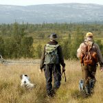 Det är ett toppår för riporna. Det visar resultat från årets ripinventeringar. Foto: Jan Henricson