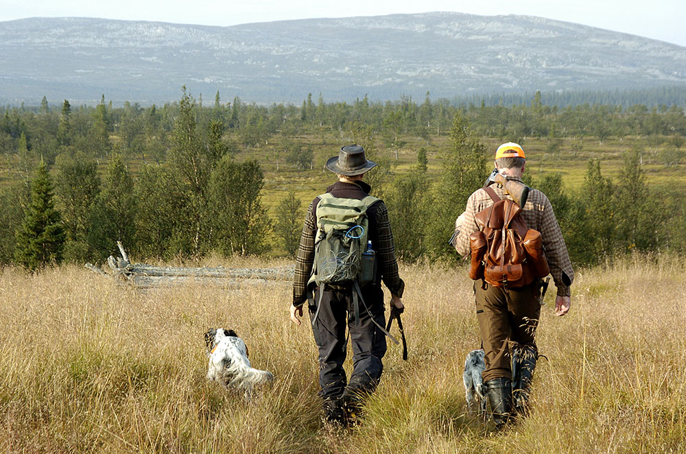 Det är ett toppår för riporna. Det visar resultat från årets ripinventeringar. Foto: Jan Henricson