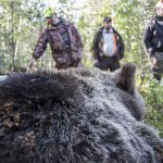 En fin björnhona fälldes på Alfta norra viltvårdsområde. Foto: Olle Olsson
