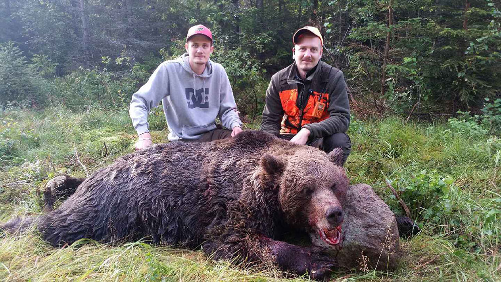 Bröderna Sebastian och Christian Nordvall med den stora björnhannen på 317 kilo som de hjälptes åt att fälla i Linghed, Dalarna. Foto: Privat