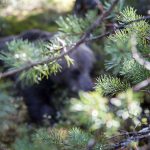 Björnjakten går otroligt snabbt i Gävleborgs län i år. Foto: Olle Olsson