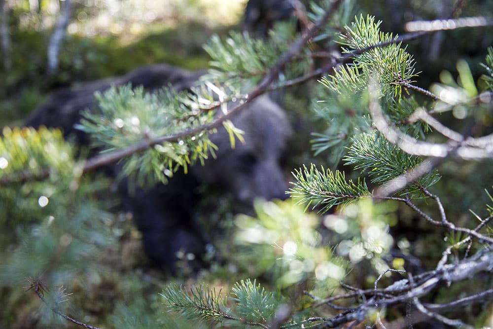 Björnjakten går otroligt snabbt i Gävleborgs län i år. Foto: Olle Olsson