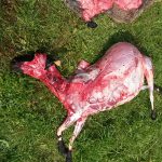 Vargen dödade 15 får i början av augusti i Vittsjö. Foto: Länsstyrelsen Skåne