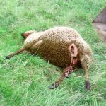 En av de två fårtackorna som dödades vid vargangreppet i Östra Ämtervik på söndagsmorgonen. Foto: Privat