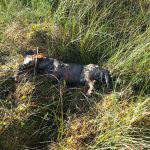 Strävhårstaxen Biwas Kolin dödades av en kungsörn. Foto: Privat