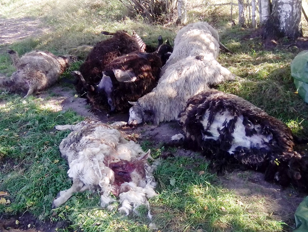 Sannolikt hade vargen tagit sig in i hagen genom att krypa under det rovdjursavvisande stängslet. Väl inne ställde den till en massaker bland fåren. Foto: Privat