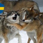 Sveriges regering och EU fortsätter strida om jakten på varg.
