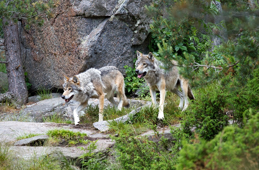 Antalet vargar i Sverige ökar. Naturvårdsverket rapporterar nu cirka 400 vargar i Skandinavien, vårens valpningar oräknade. Foto: Olle Olsson