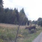 Bilden är tagen med mobilkamera på långt håll och kvaliteten är därefter. Men man kan se att den lilla älgtjuren är extremt mager. Foto: Stig Johansson