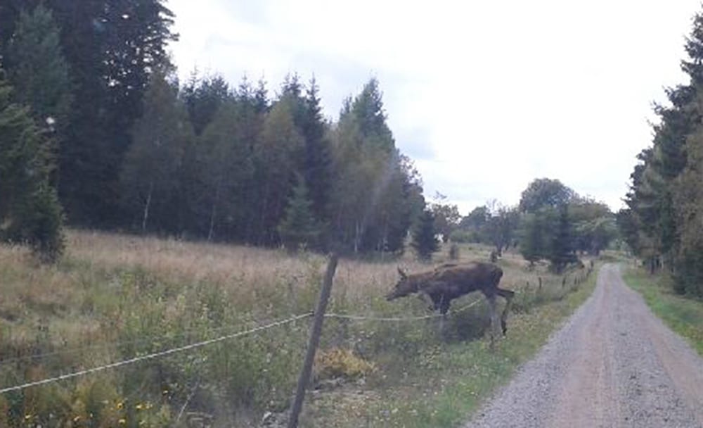 Bilden är tagen med mobilkamera på långt håll och kvaliteten är därefter. Men man kan se att den lilla älgtjuren är extremt mager. Foto: Stig Johansson