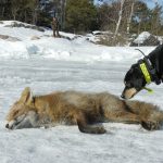 Rävjägare som hanterar fällda rävar bör vara extra försiktiga när de hanterar sitt byte. Dessutom bör hunden avmaskas regelbundet. Foto: Jan Henricson