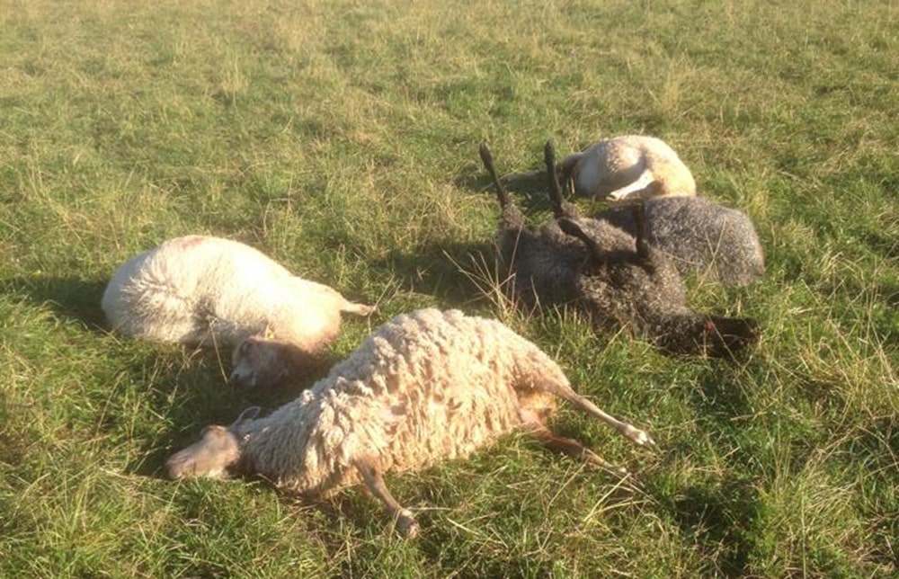 Vargangreppen haglar tätt i Värmland. På onsdagsmorgonen upptäcktes ett angrepp som krävde livet på ett 30-tal får. Foto: Privat