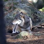 De sydsvenska län som säger nej till vargföryngringar blir fler. På måndagen tog man liknande beslut i Halland som man i förra veckan gjorde i Kronobergs och Jönköpings län. Foto: Olle Olsson