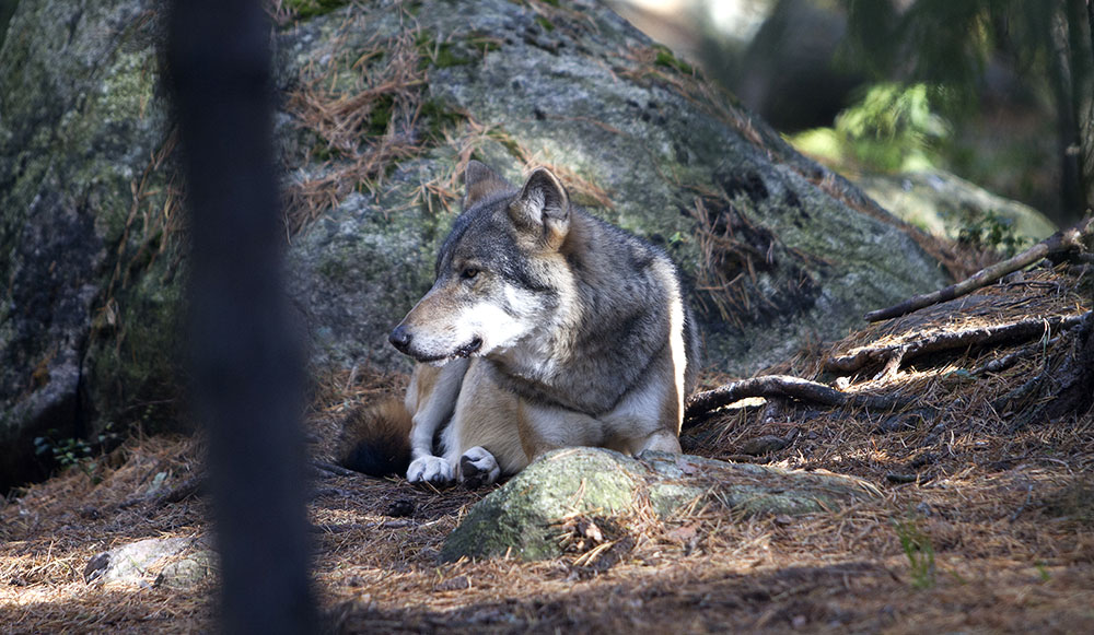De sydsvenska län som säger nej till vargföryngringar blir fler. På måndagen tog man liknande beslut i Halland som man i förra veckan gjorde i Kronobergs och Jönköpings län. Foto: Olle Olsson