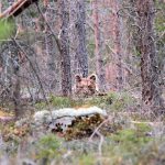 Sju björnar återstår på licensjakten i Dalarna. Foto: Olle Olsson