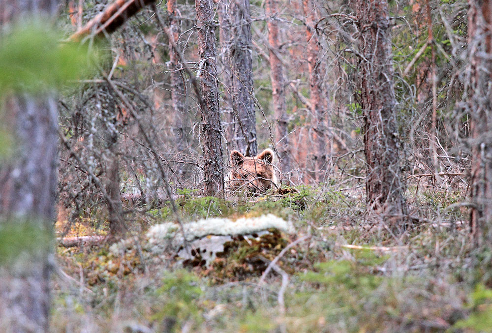 Sju björnar återstår på licensjakten i Dalarna. Foto: Olle Olsson