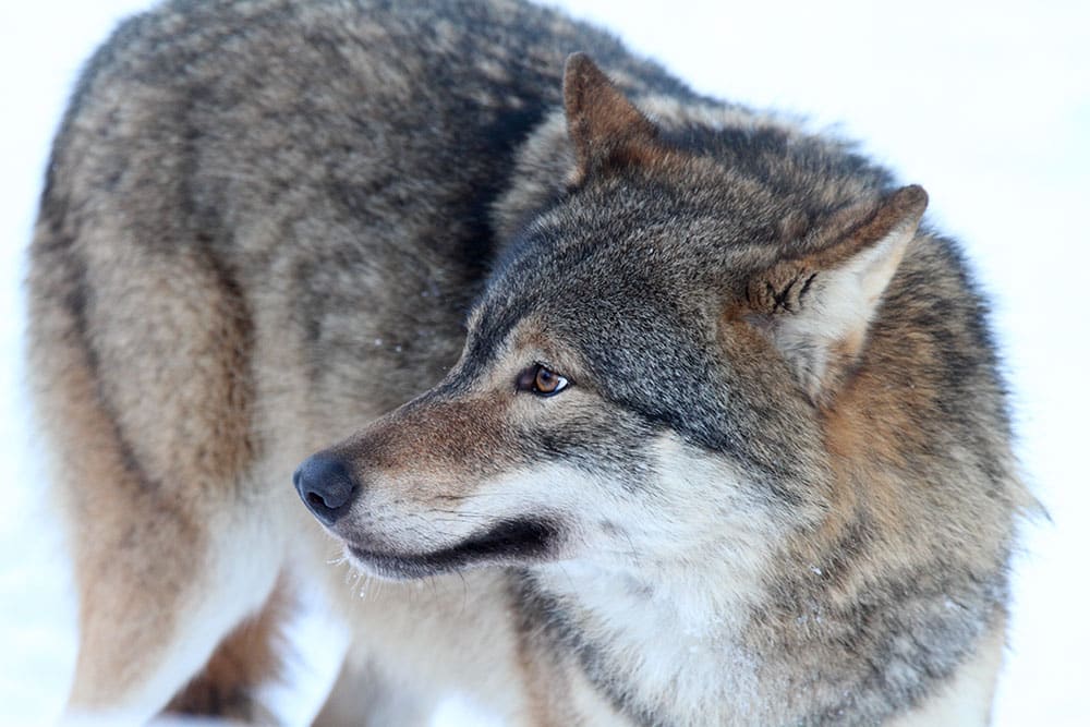 Samverkansrådet i mellersta Sverige ifrågasätter Naturvårdsverkets förslag att miniminivån för varg i mellersta rovdjursförvaltningsområdet ska vara 27 föryngringar, det vill säga hela referensvärdet för gynnsam bevarandestatus. Foto i hägn: Tero Niemi