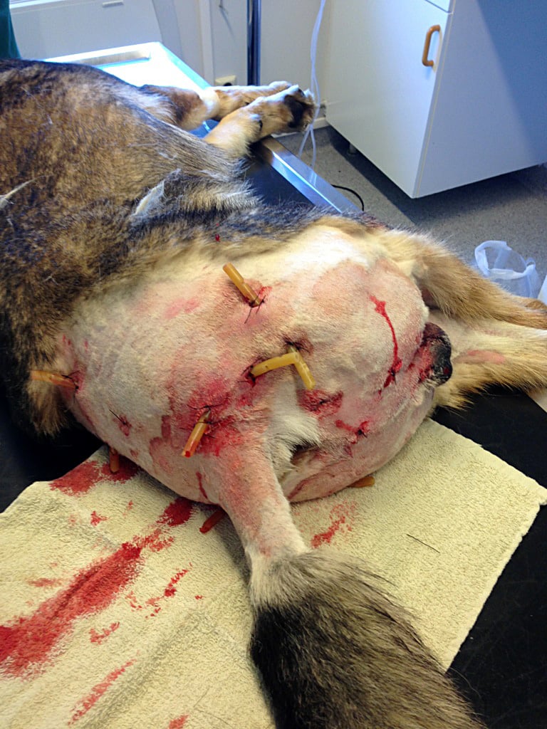 Hunden ådrog sig svåra skador vid vargattacken. Foto: privat