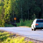 Insatsveckan handlar om att få bilister att skaffa sig mer kunskap om såväl de vilda djuren som hur man genom sitt körbeteende kan minska risken för en viltolycka. Foto: Olle Olsson