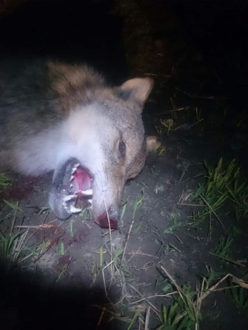En tik fälldes under skyddsjakten i Värmland igår. Foto:Privat