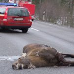För att minska händelser av det här slaget samarbetade polis och jägare under den nationella viltolycksveckan. Foto: Mari Ermeland