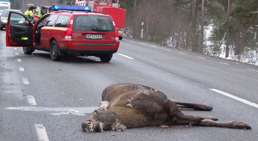 För att minska händelser av det här slaget samarbetade polis och jägare under den nationella viltolycksveckan. Foto: Mari Ermeland