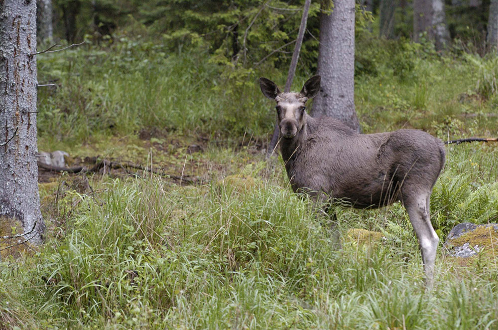 Älgar som lever i områden med varg avviker inte från sådana som inte gör det vad gäller valet av habitat. Foto: Jan Henricson