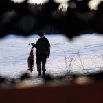 Utöver insamlingen av träckprov från räv vill SVA dessutom ha in tarmar från skjutna rävar från de områden där man haft fynd av dvärgbandmask. Det gäller inom två mil från fyndplatserna i Gnesta och Växjö. Foto: Olle Olsson