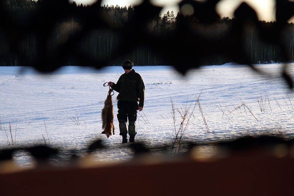 Utöver insamlingen av träckprov från räv vill SVA dessutom ha in tarmar från skjutna rävar från de områden där man haft fynd av dvärgbandmask. Det gäller inom två mil från fyndplatserna i Gnesta och Växjö. Foto: Olle Olsson