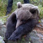 29 hanar och 23 honor fälldes under björnjakten i Dalarna. Foto: Olle Olsson