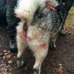 Gråhunden Cliff med skador på lår, bakdel och könsorgan. Foto: Privat