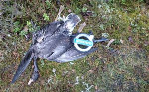 Tragiskt slut för gåsen och bilägaren undrade nog var emblemet tagit vägen när han upptäckte att det saknades. Foto: Jan Henricson