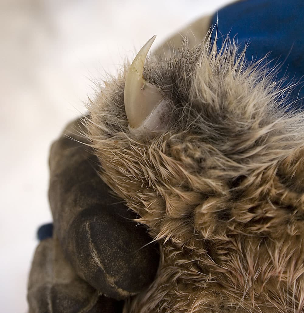 Enligt tingsrätten i Varberg har jägaren inte handlat oaktsamt när lodjuret, som visade sig vara fel djur, sköts. Foto: Olle Olsson